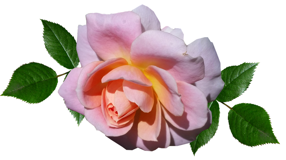 Peach Pink Rose Transparent Background PNG