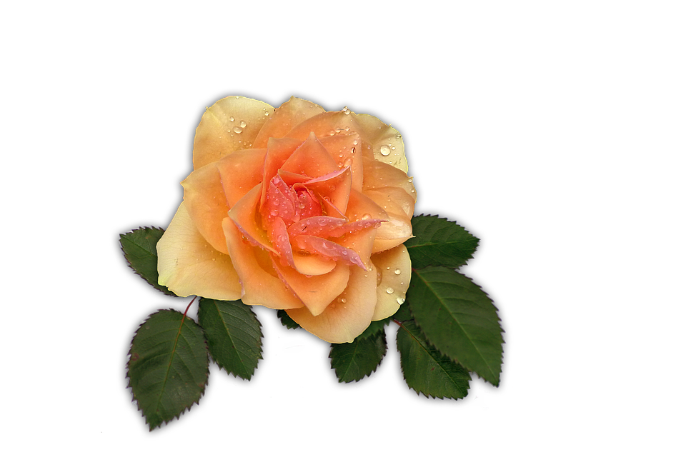 Peach Rose Dewdrops.png PNG
