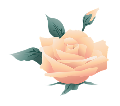 Peach Rose Illustration PNG