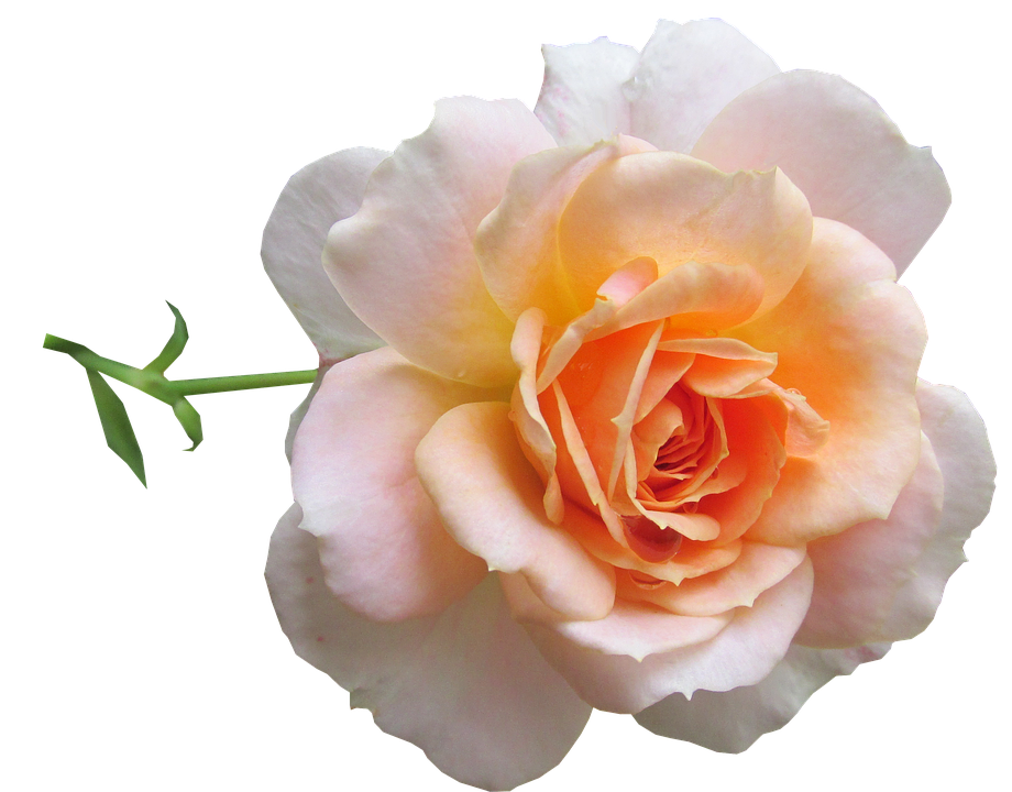 Peach Rose Isolated Background PNG