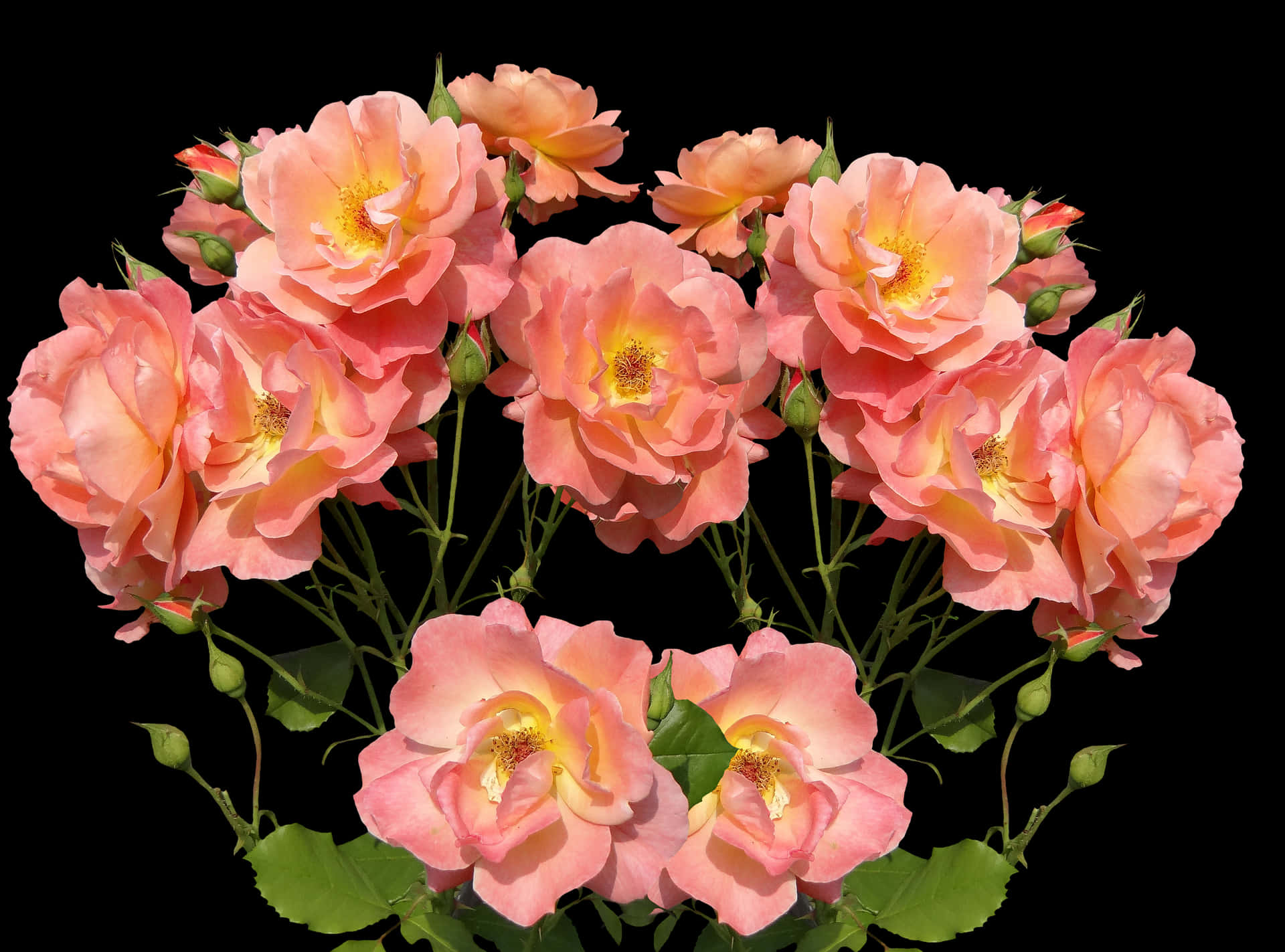 Peach Roses Black Background PNG