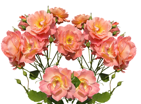 Peach Roses Black Background PNG