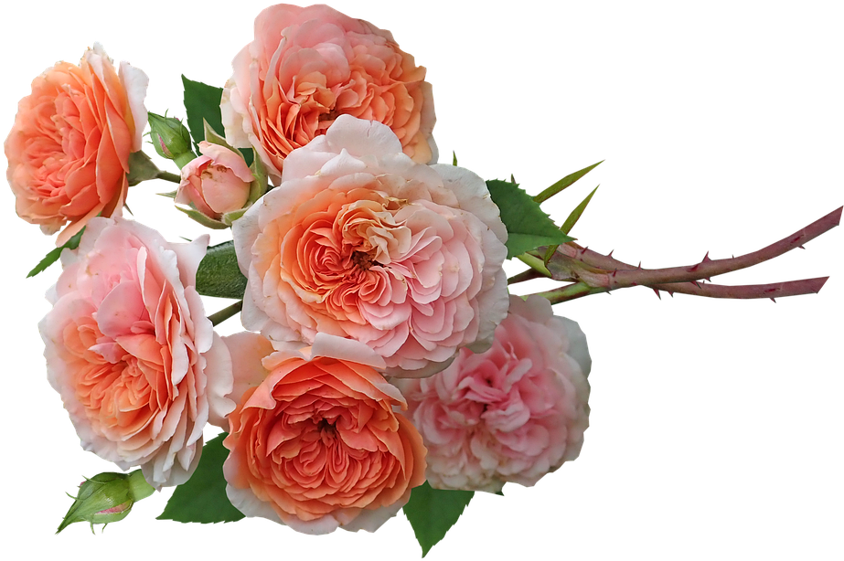Peach Roses Bouquet PNG