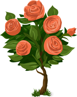 Peach Roses Illustration PNG
