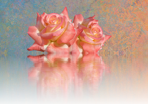 Peach Roses Reflection PNG