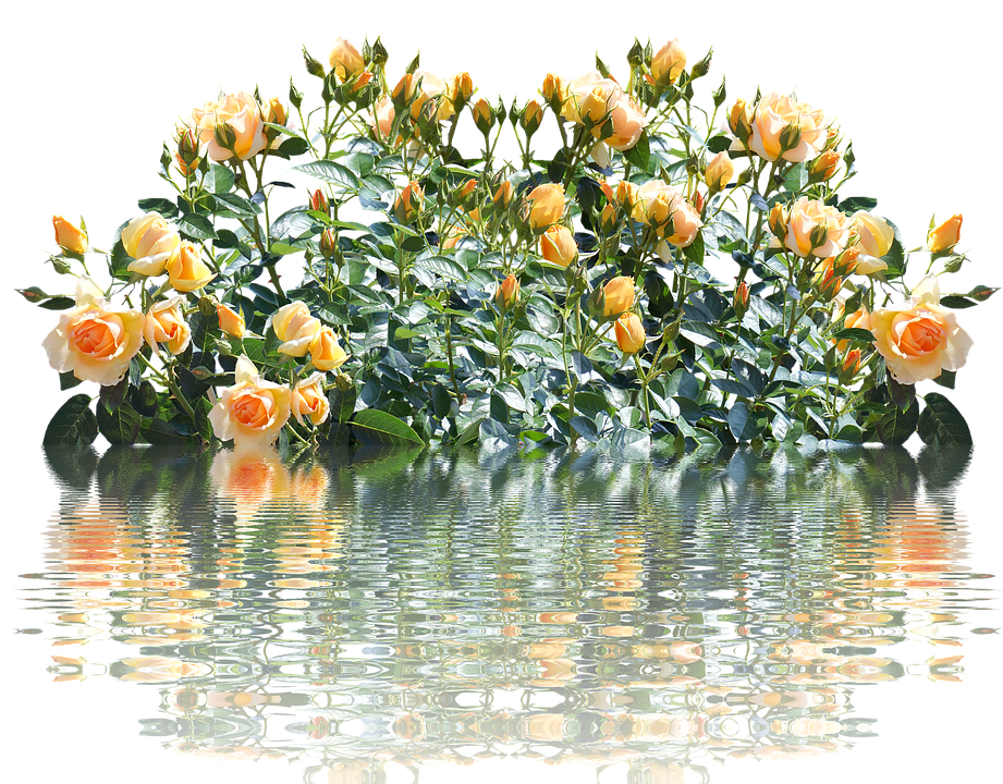 Peach Roses Reflection Water PNG