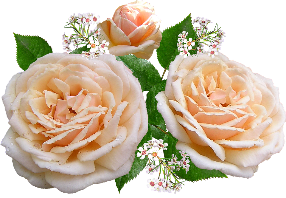 Peach Roses Transparent Background PNG