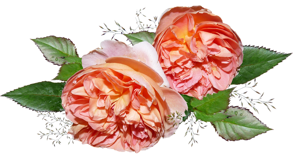 Peach Roses Transparent Background PNG