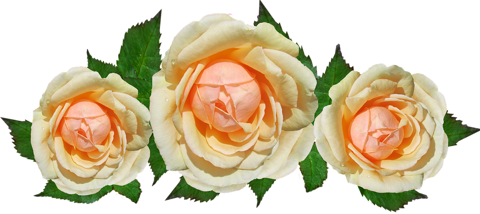 Peach Roses Transparent Background PNG