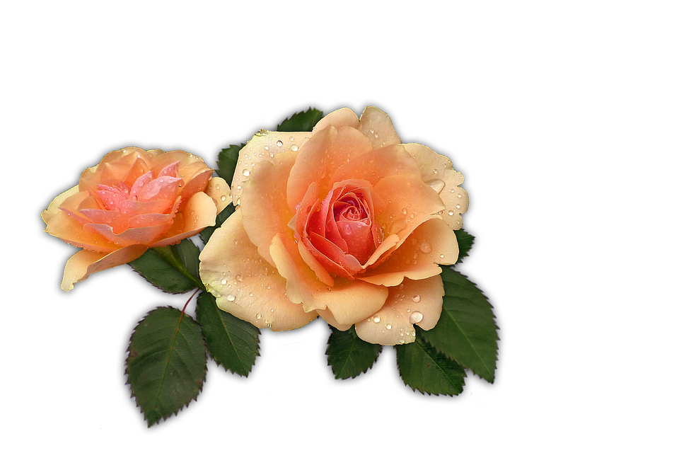 Peach Roseswith Dew Drops PNG