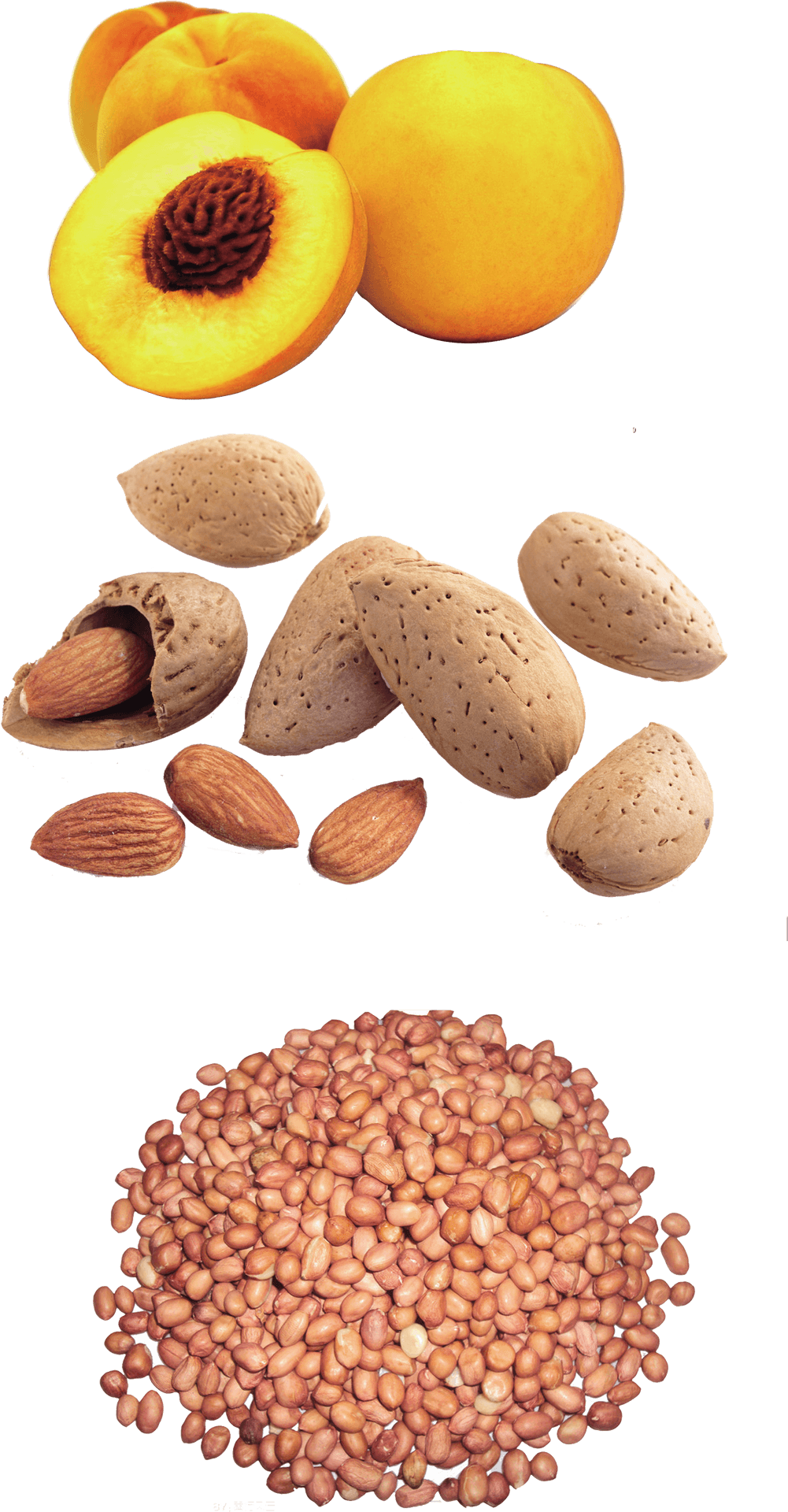 Peaches Almonds Seeds Progression PNG