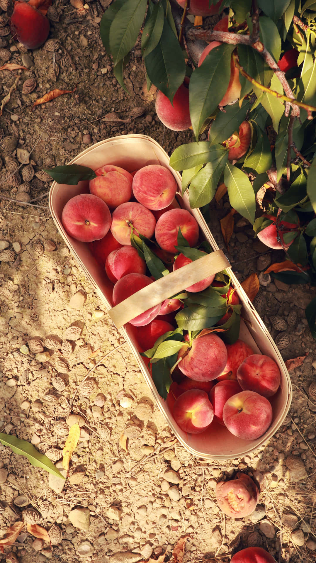 Enjoy a warm summer day with a juicy peach!