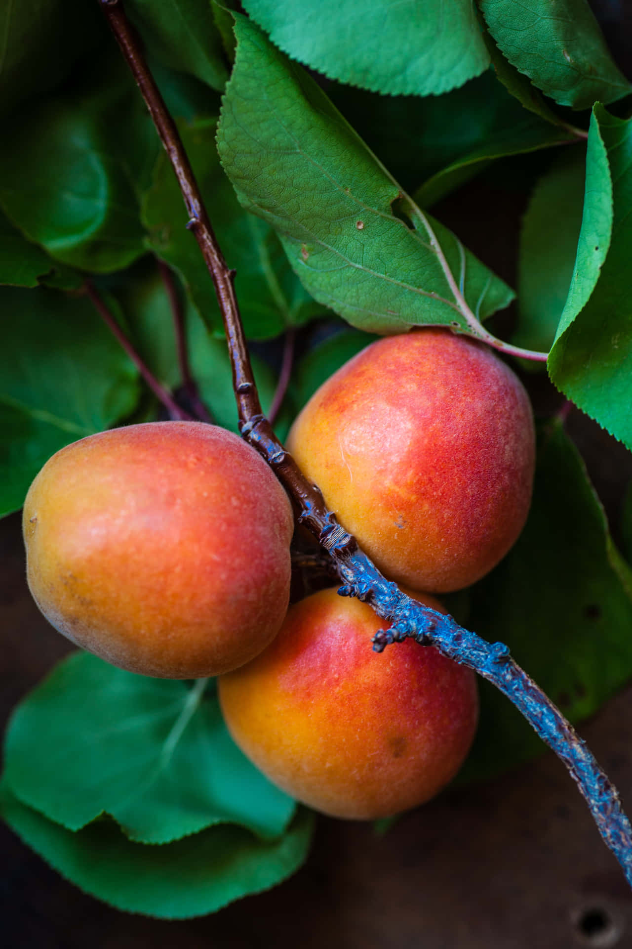 Summer Is Here – Enjoy Some Sweet Peaches