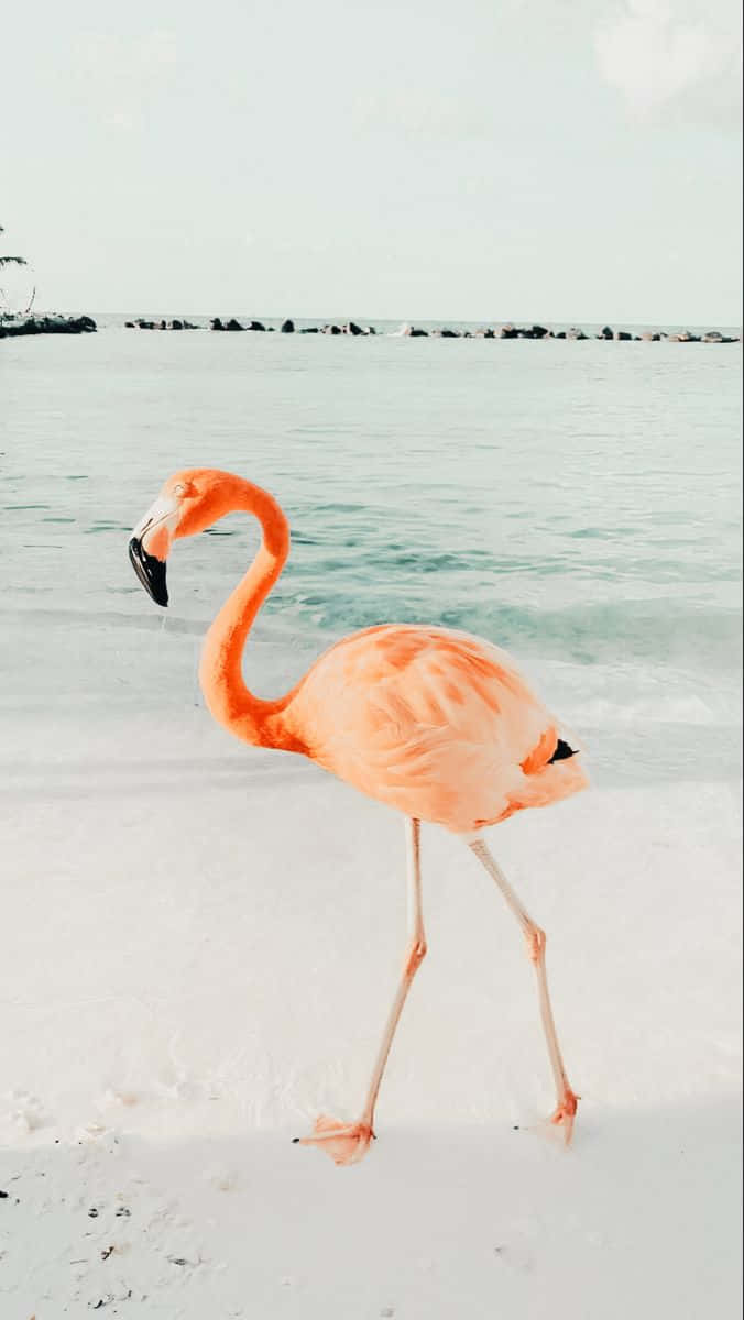 Flamingo Walking On The Beach
