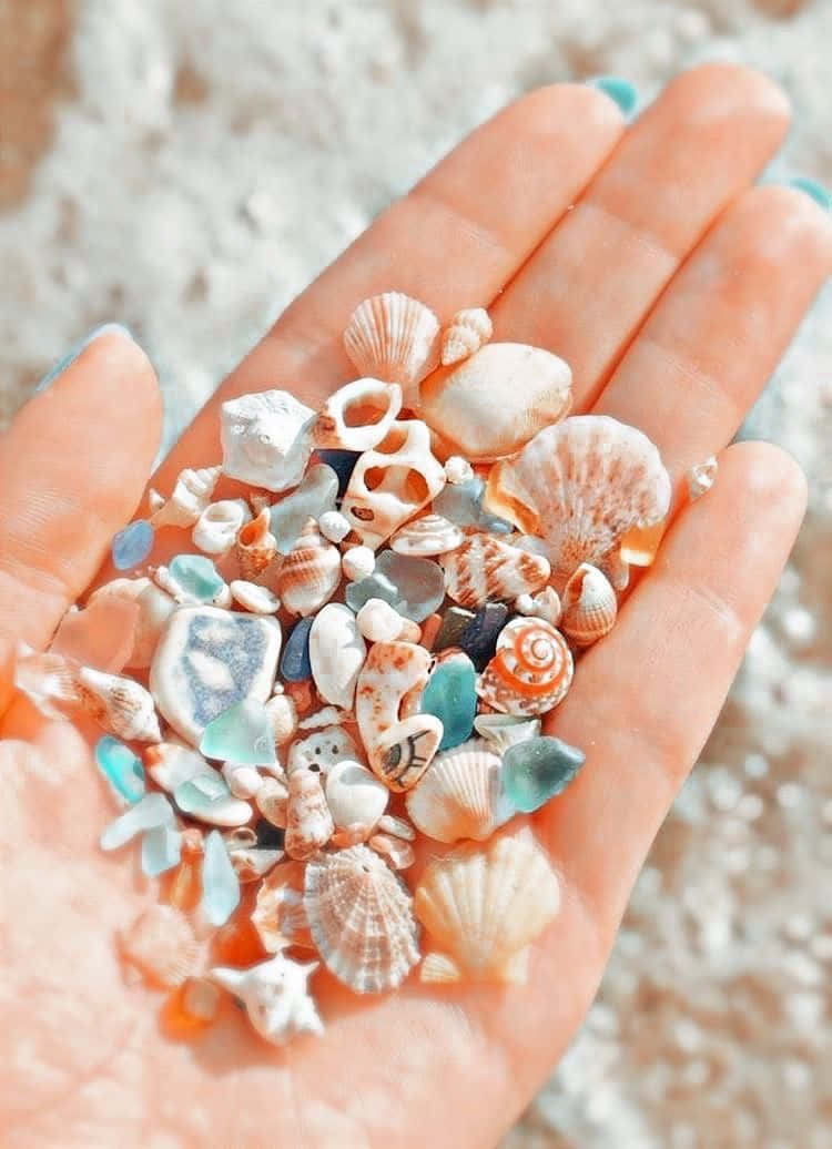 A Person's Hand Holding A Bunch Of Seashells