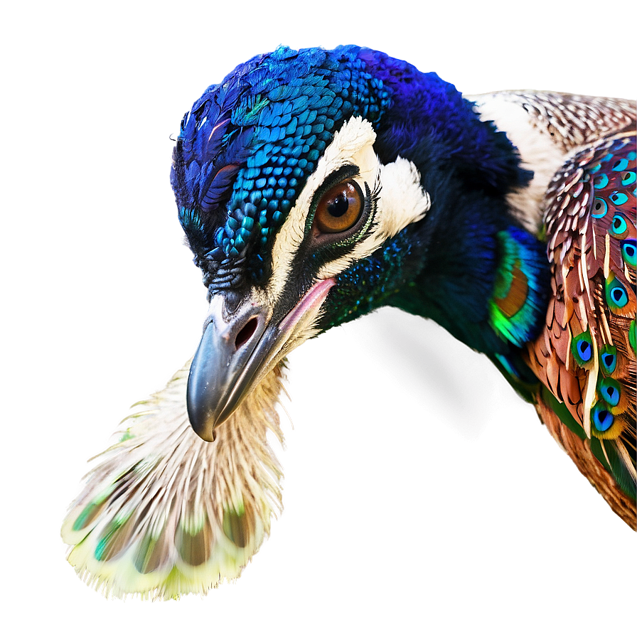 Download Peacock And Peahen Png Dlv | Wallpapers.com