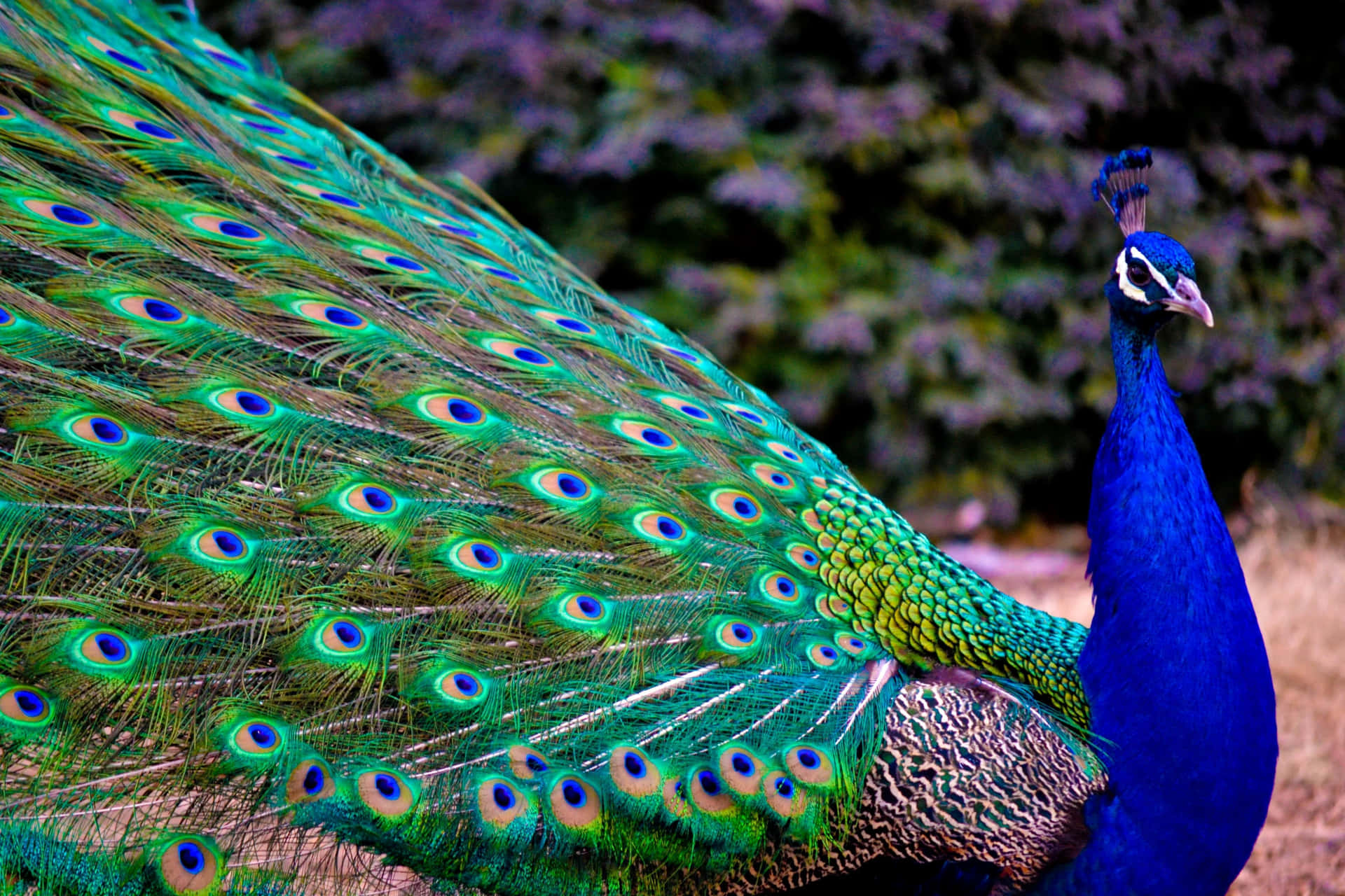 Vibrant Peacock Displaying Its Tail Plumage