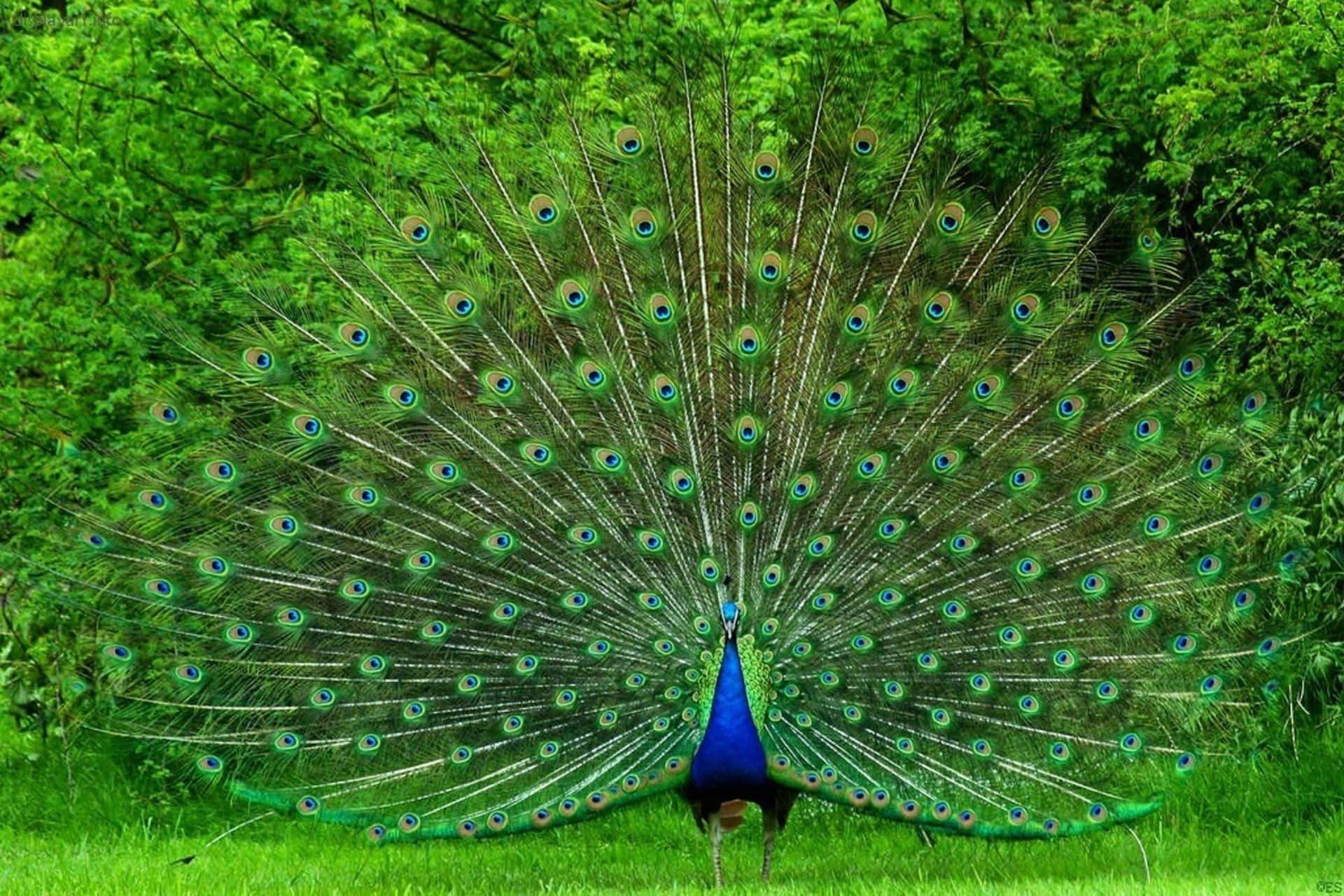 A regal peacock stands proud with its beautiful feathers spread.