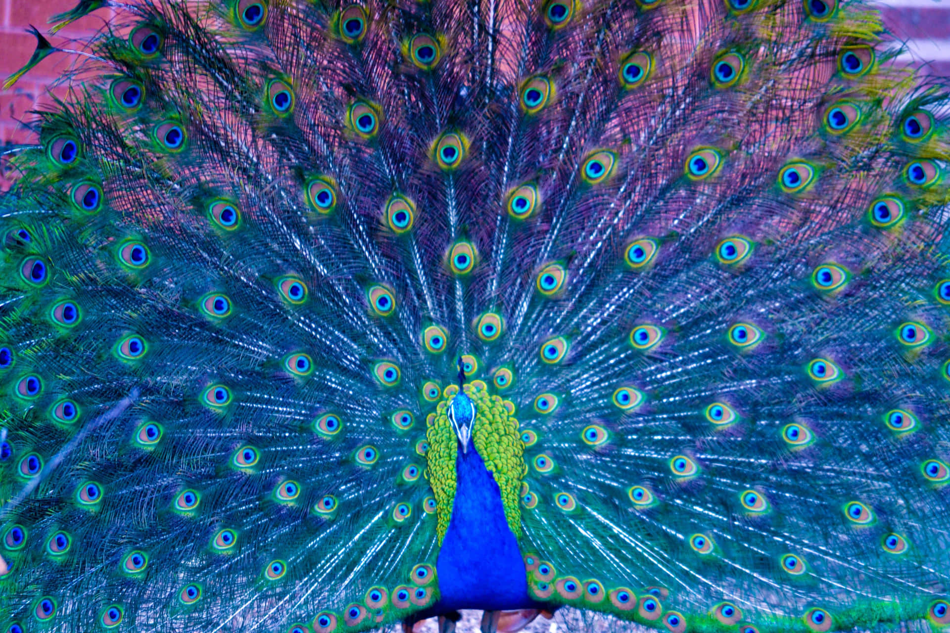 Image  A proud peacock displays its colorful feathers against an emerald green backdrop