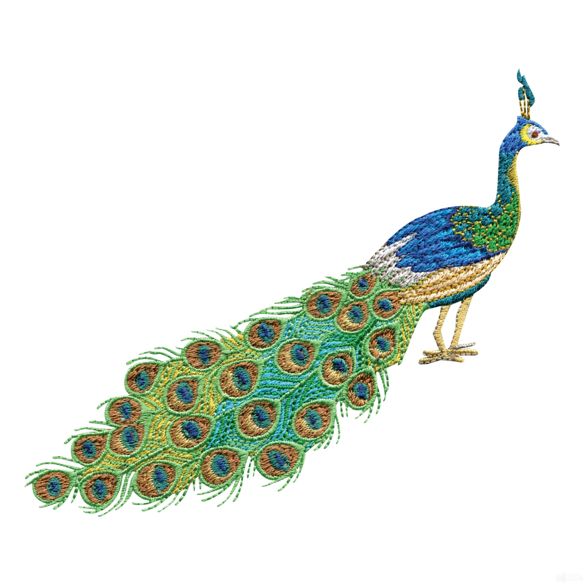 Image  Textured Peacock Feathers