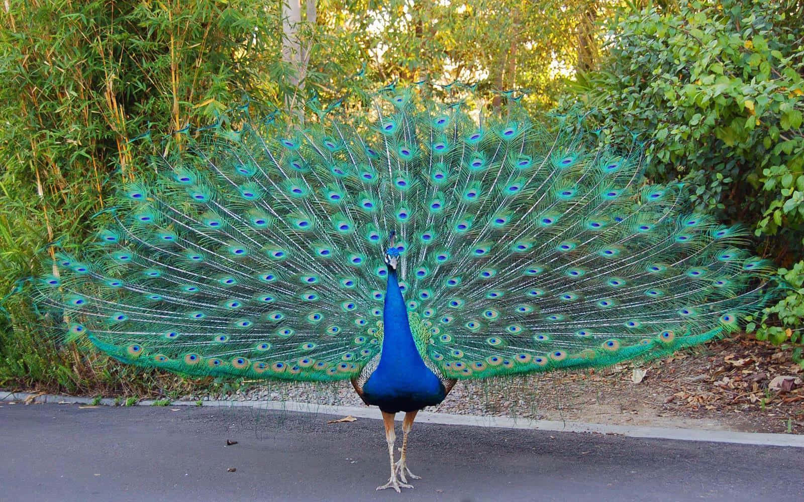 Beautifully Colored Peacock strutting its feathers