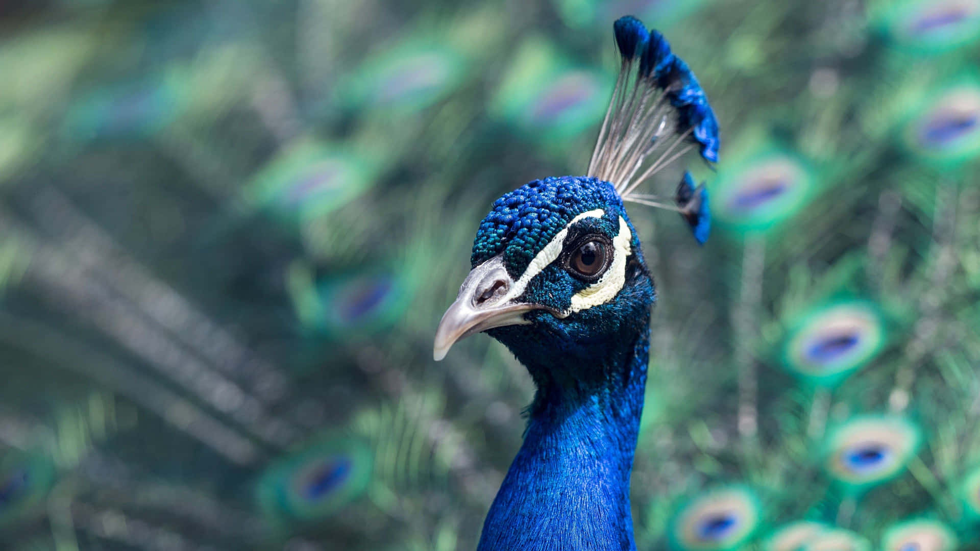Majestic Peacock Admiring Its Magnificent Plumage