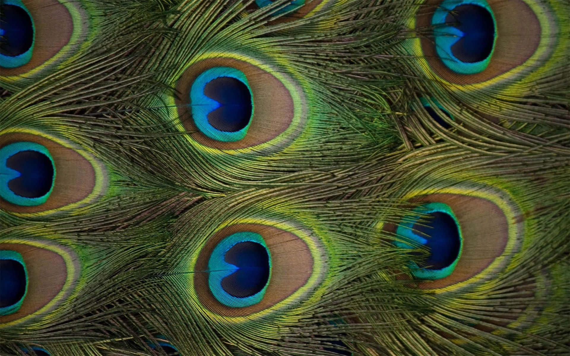 A vibrant peacock proudly displaying its feathers