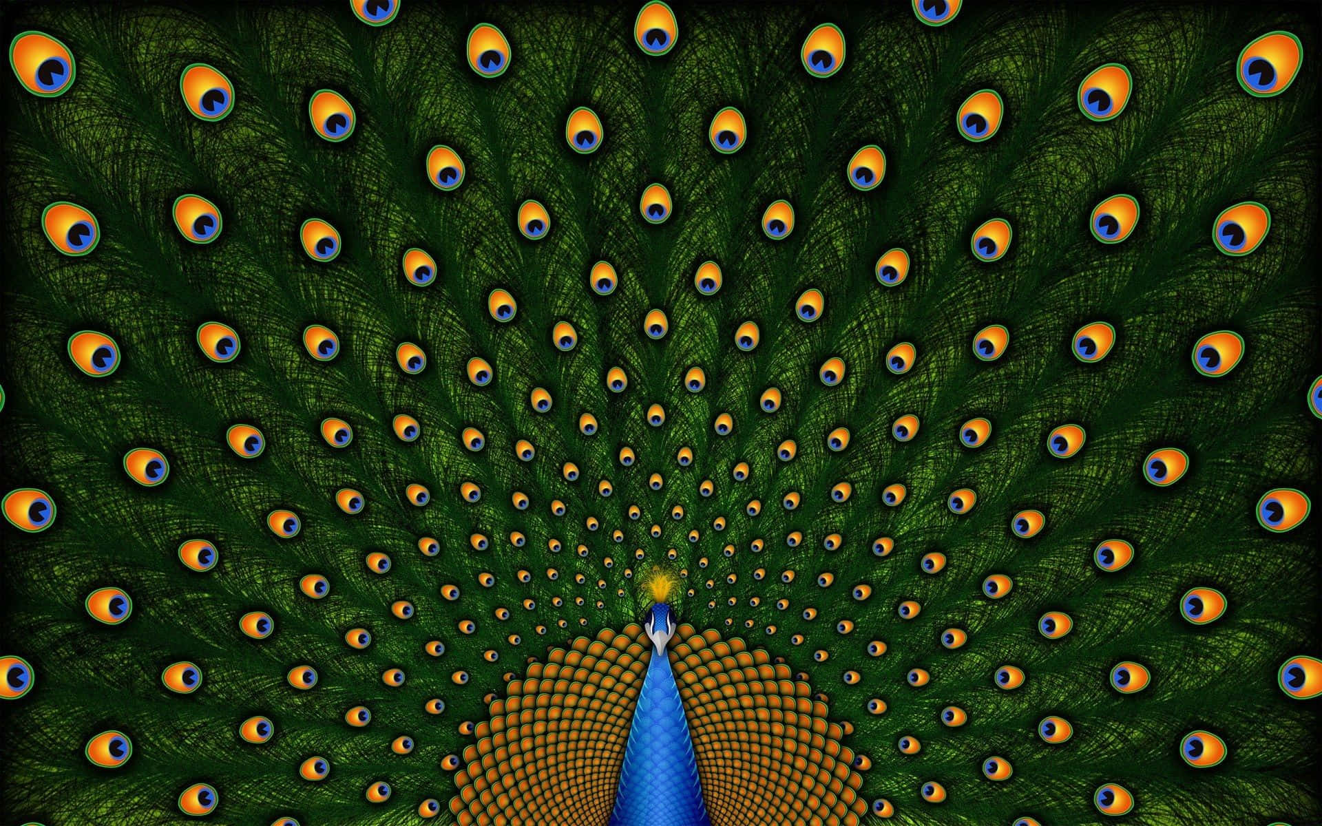 Image  Brightly Colored Peacock Showing its Feathers