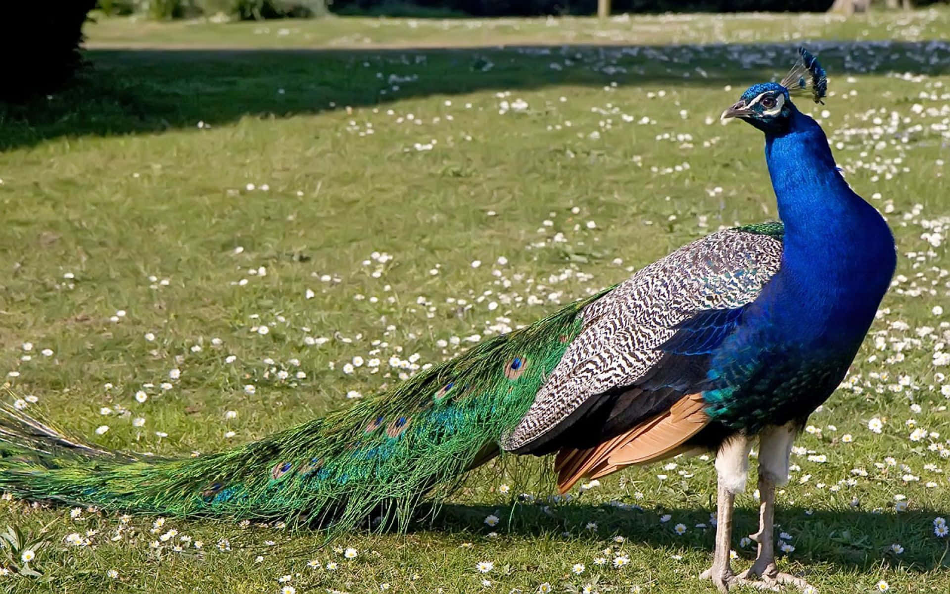 Colorful Peacock in Its Natural Habitat