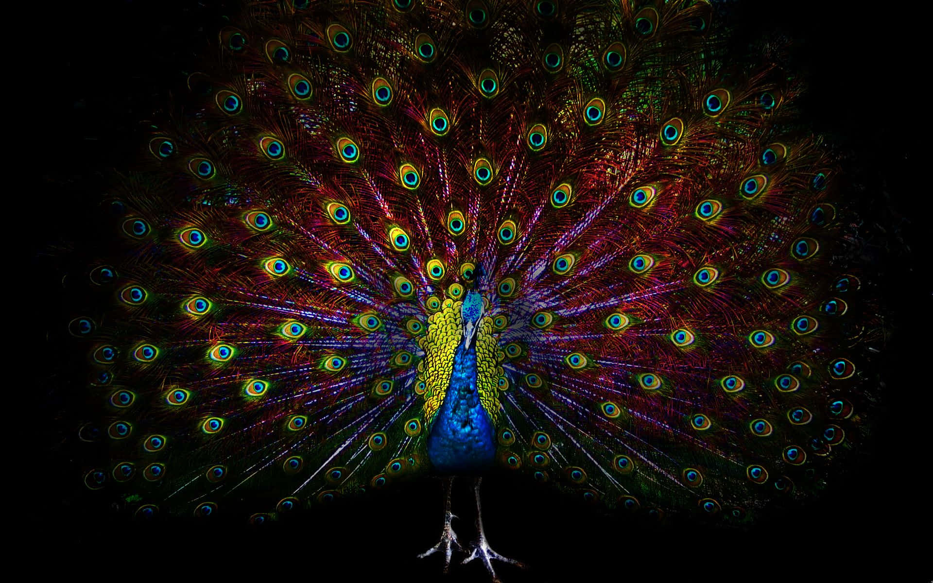 A majestic peacock spreads its colorful feathers
