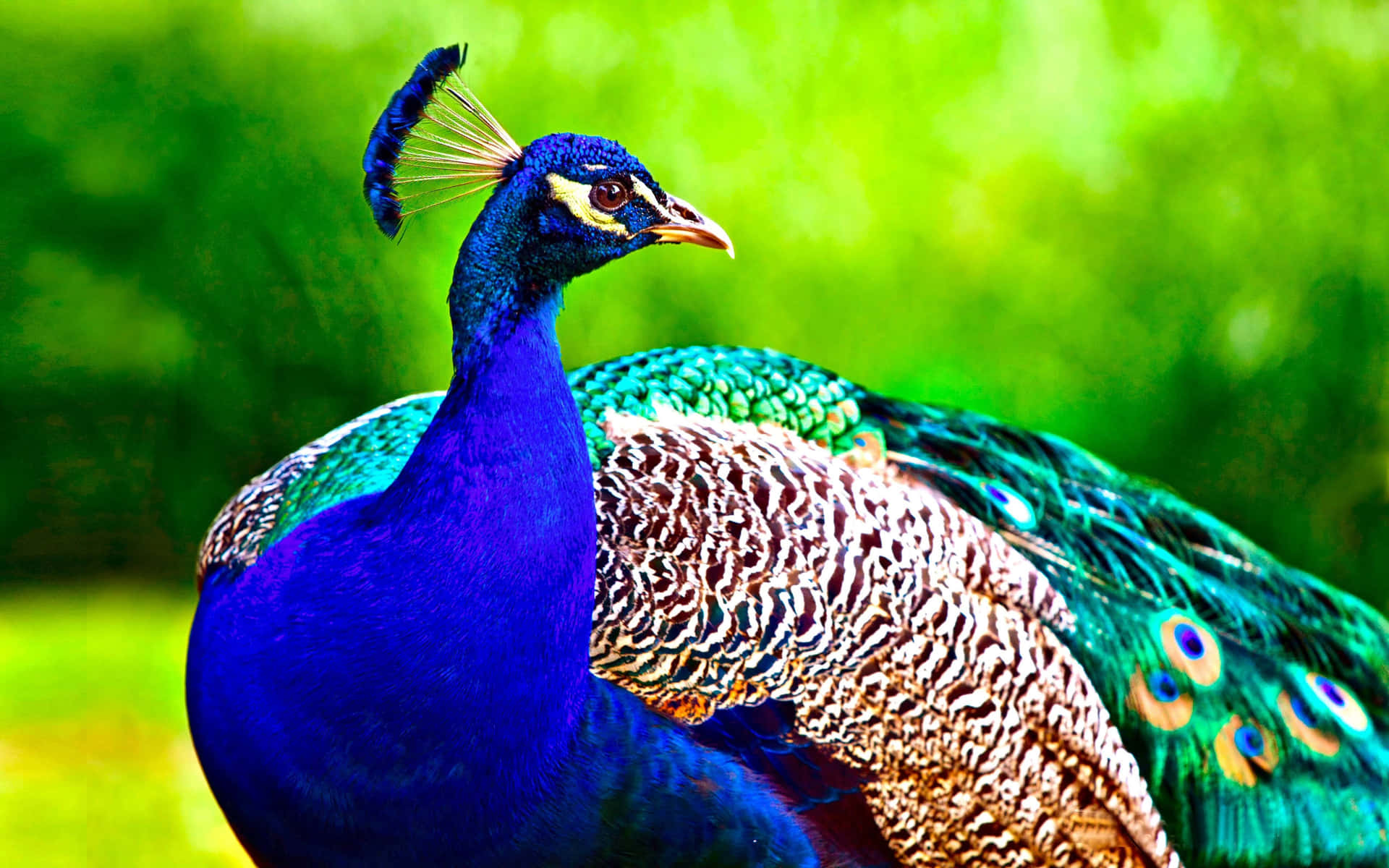 'Captivating Plumage of a Beautiful Peacock.'