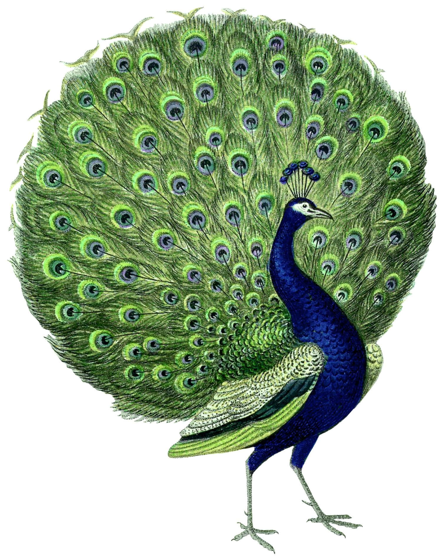 A beautiful peacock showcases its colorful plumes