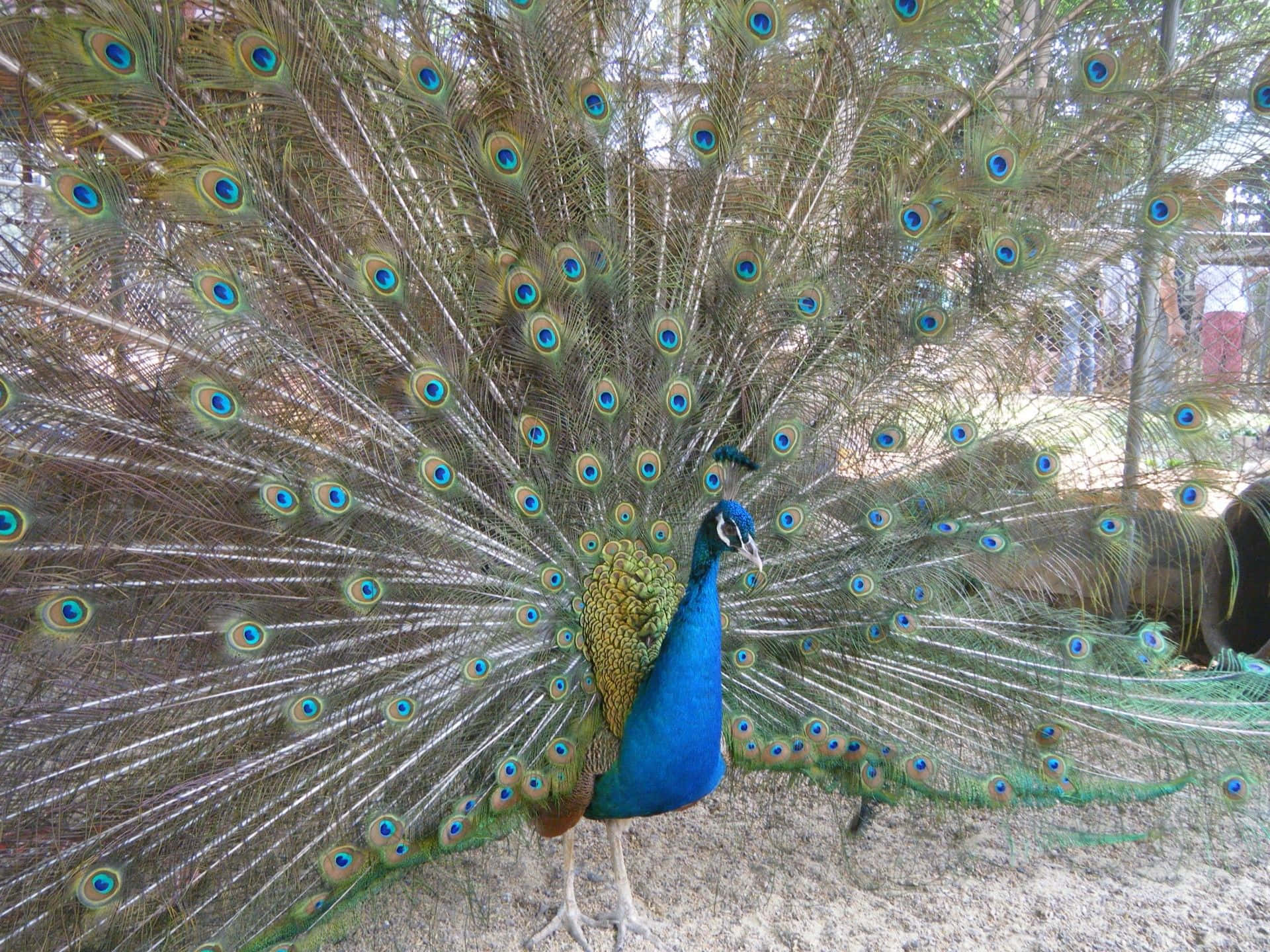 The beauty of nature, seen in the beauty of the peacock.