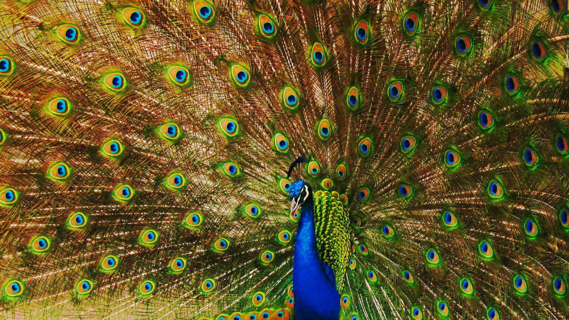 Beautiful Peacock Feathers Illuminated by Sunlight