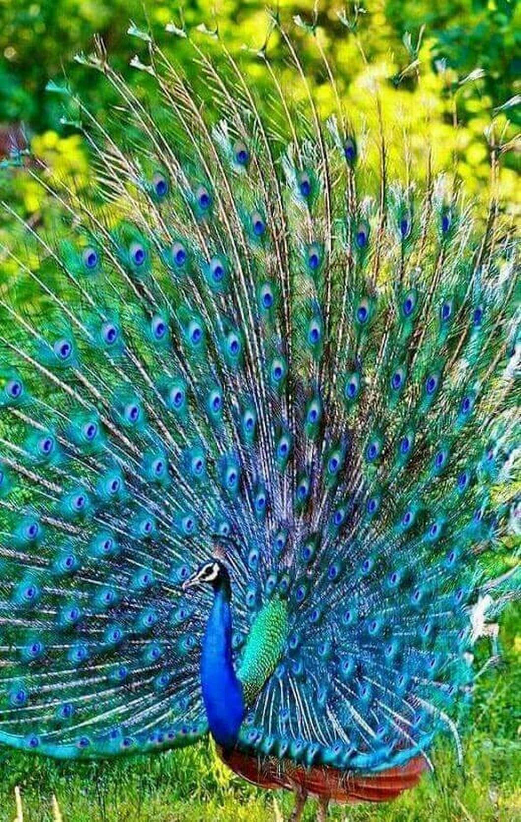 A graceful peacock, displaying its magnificent plumes.