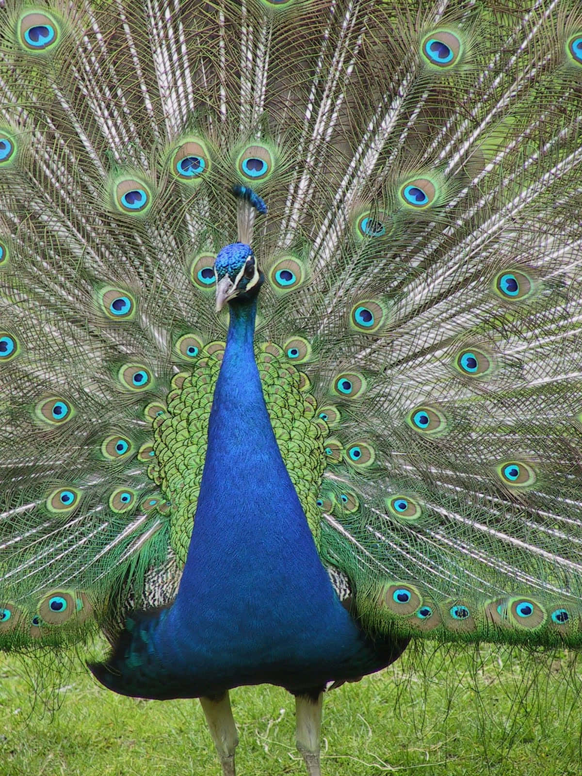 A beautiful Peacock Bird, majestic and proud