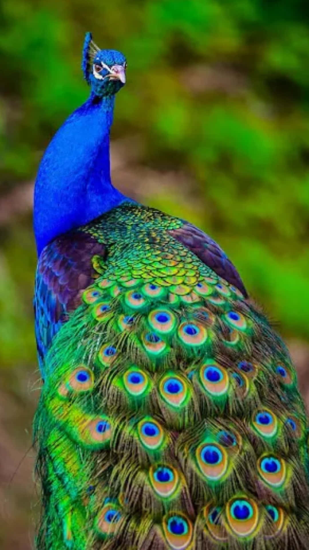 A beautiful Peacock bird perched in a sun-drenched garden