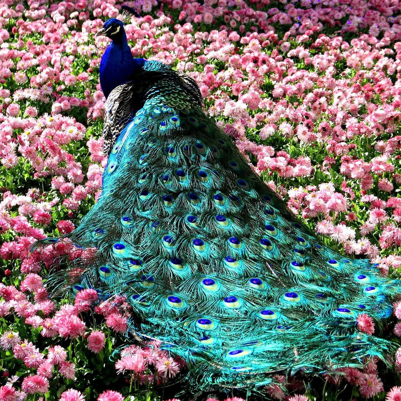 Colorful Peacock in Nature