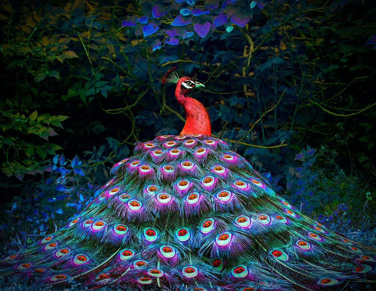 A beautiful peacock displays its colorful feathers.