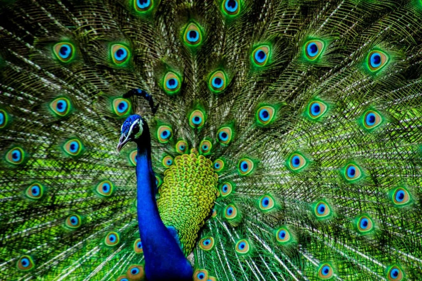 A Peacock Bird Showcasing Its Splendid Feathers