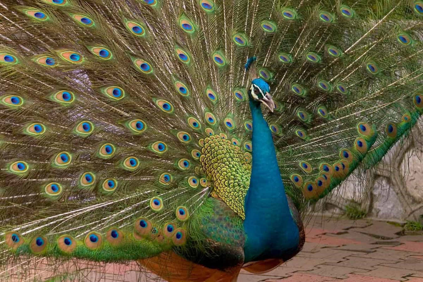 Peacock With Feathers Spread Out On The Ground