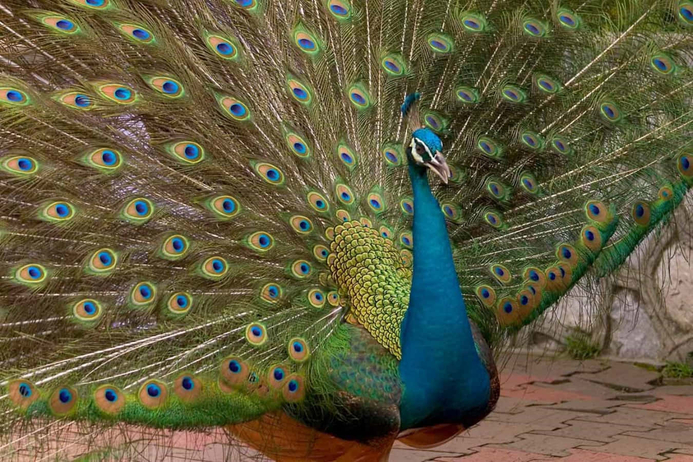 Peacock. Павлин в Индии. Императорский Павлин. Пикок Павлин. Экзотические птицы Павлин.