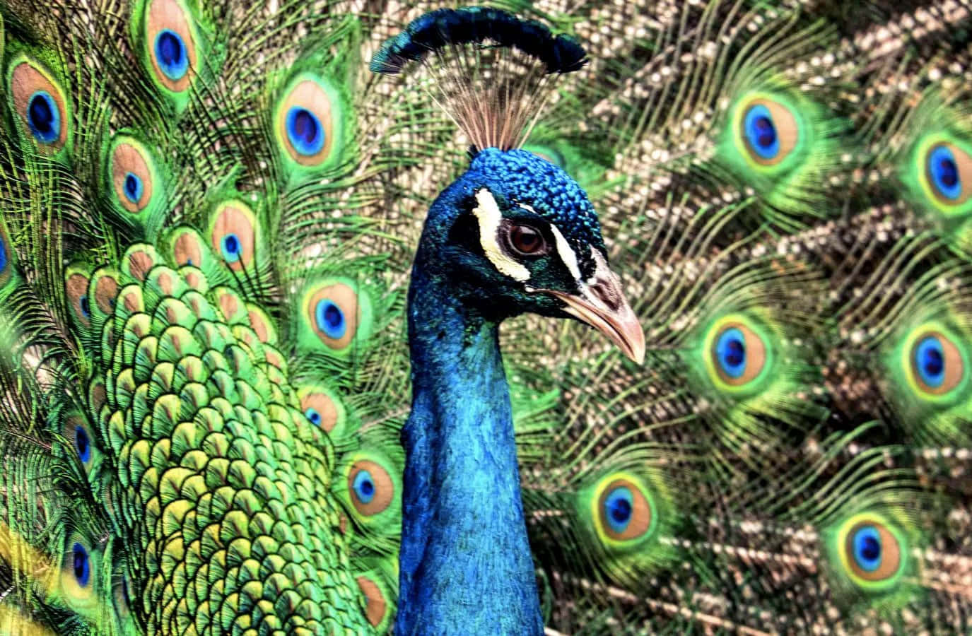 A Peacock With Many Feathers And A Bright Blue Color