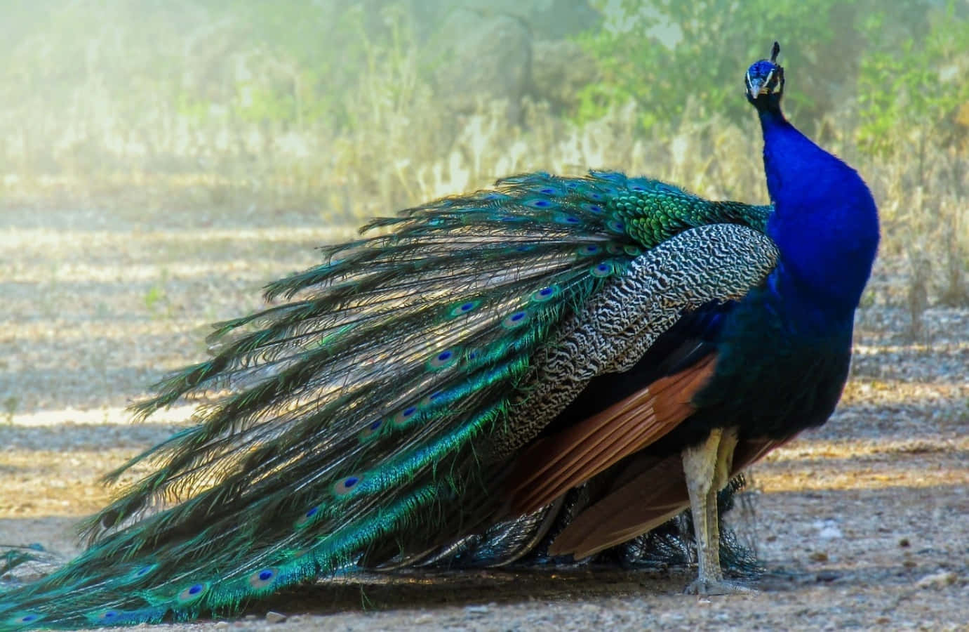 Peacock With Its Feathers Spread Out In The Sun