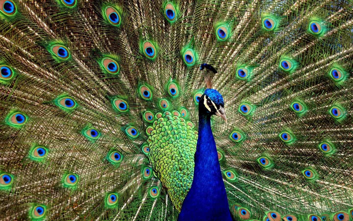 A Peacock Is Displaying Its Feathers