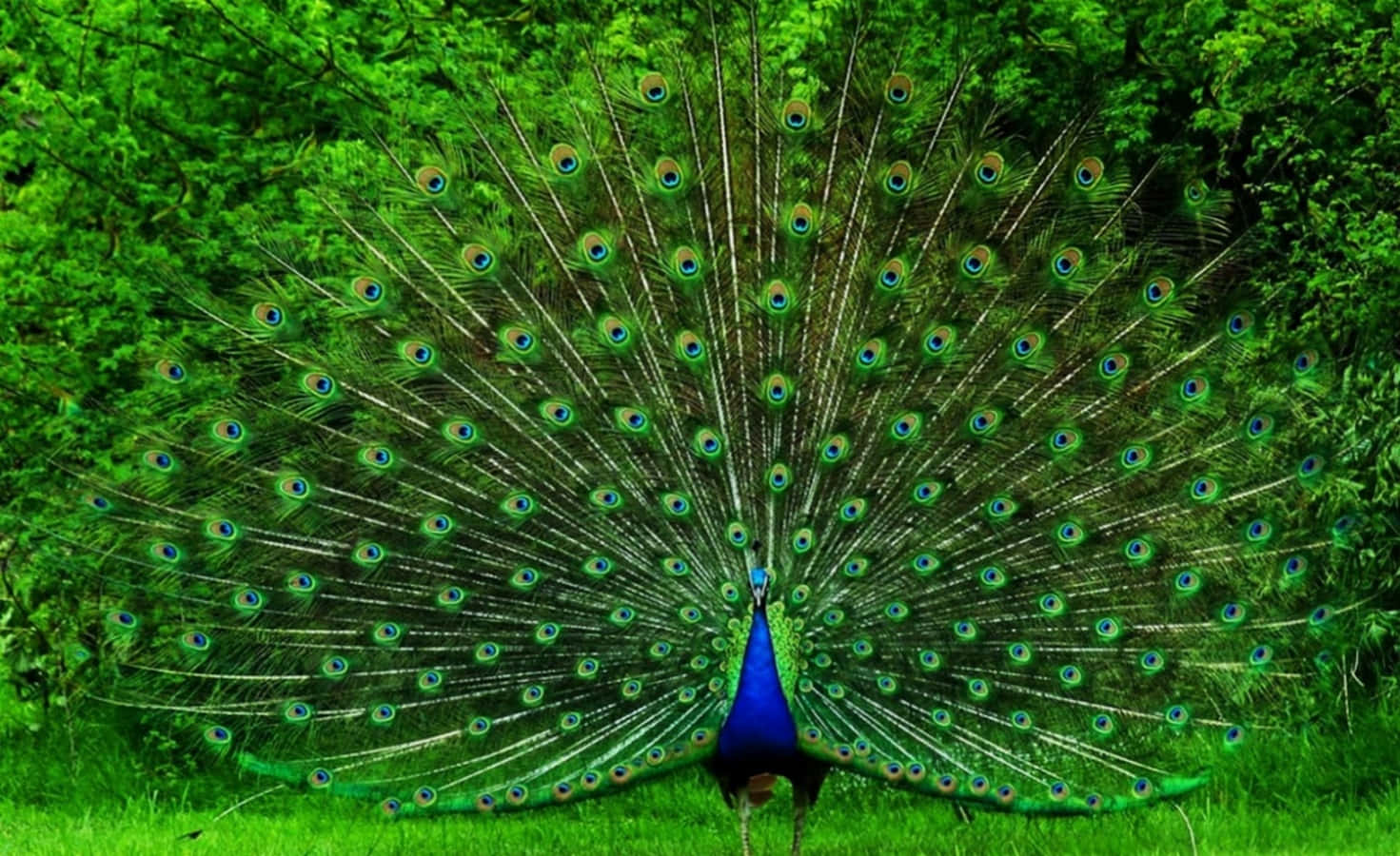 A proud peacock spreads its stunning feathers