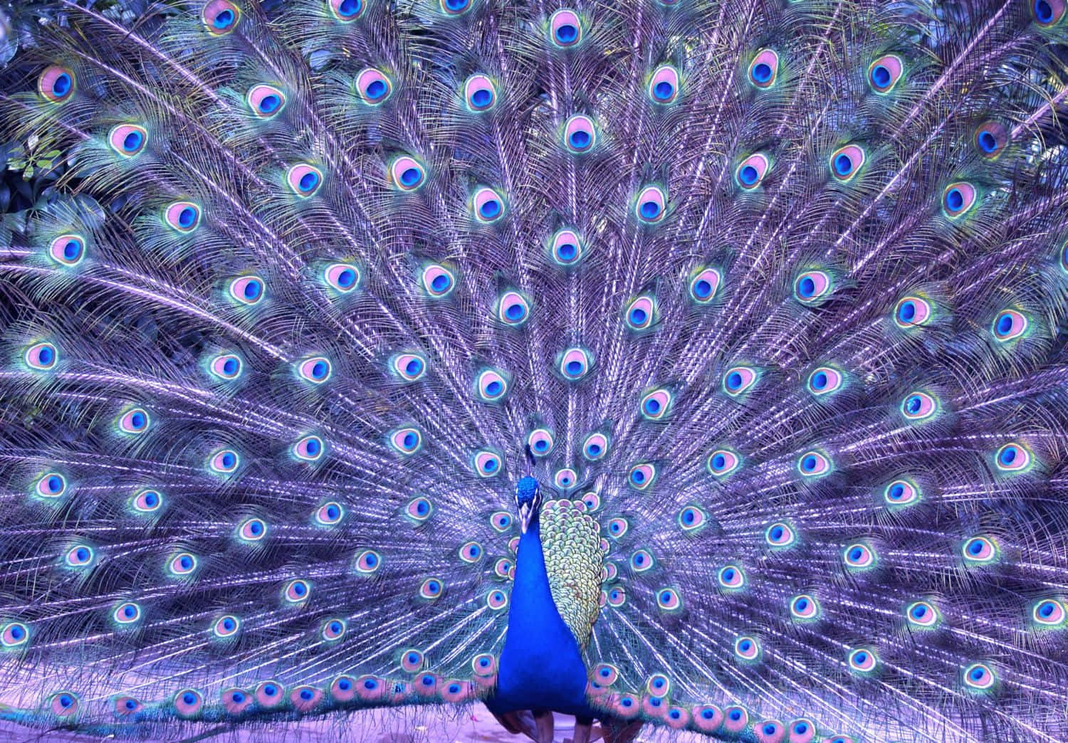 A Peacock Is Displaying Its Feathers In The Forest
