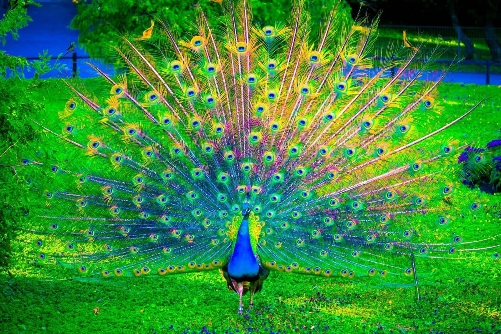 Fotocercana De Un Hermoso Pájaro Pavo Real Azul.