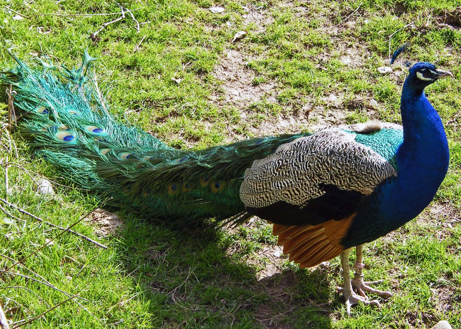 Indian Peacock Bird Posing