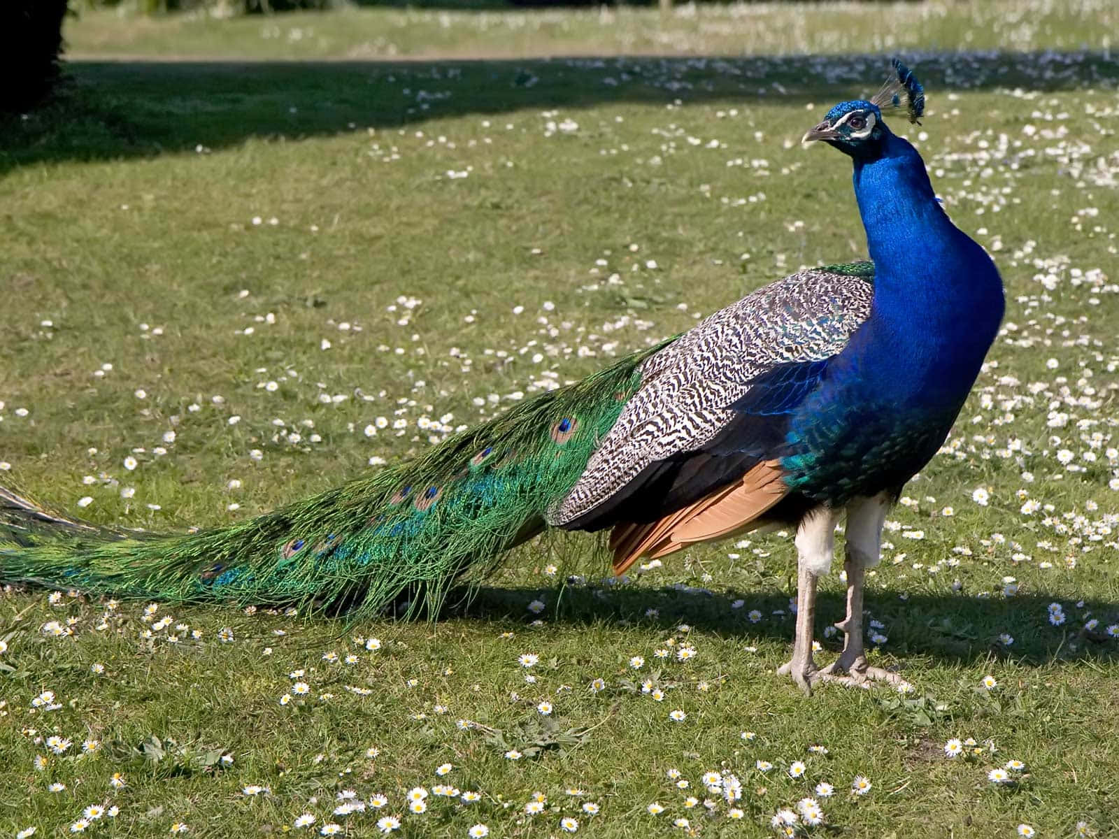 Peacock Standing On Grass